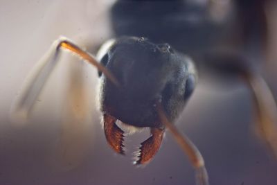 Close-up of spider on web