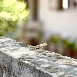 Close-up of a bird on retaining wall
