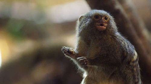 Close-up of monkey looking away