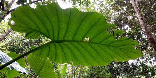 Low angle view of fresh green leaves in sunlight