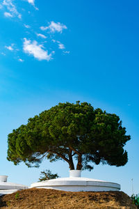 Low angle view of trees against sky