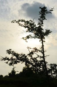 Low angle view of silhouette trees against sky