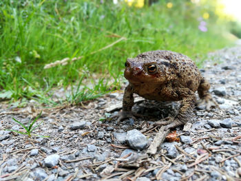 Close-up of frog on land