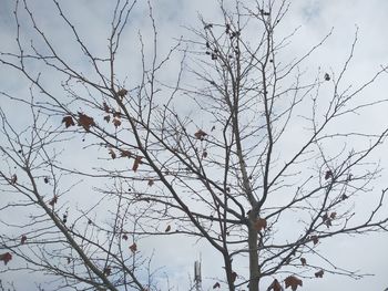 Low angle view of bare tree against sky