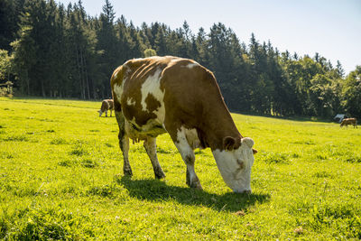 Cows grazing in a field