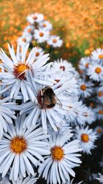 Close-up of bee pollinating on flower