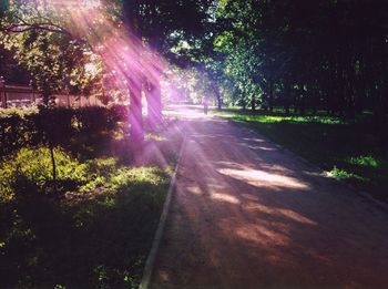 Sun shining through trees