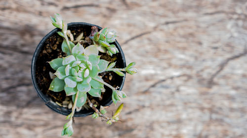 Close-up of green flower on plant