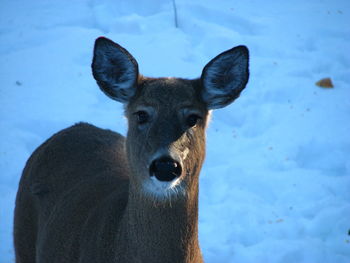 Portrait of deer