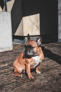 Close-up of a dog lying down on floor