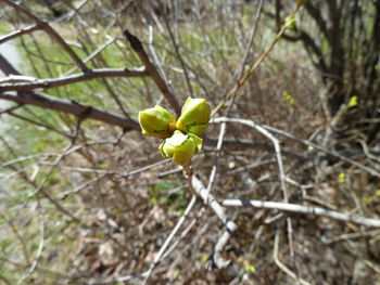 Close-up of plant growing outdoors