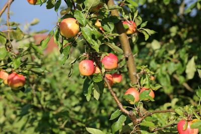 Close-up of fruits growing on tree