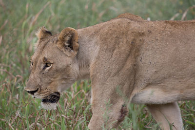 Side view of giraffe on grass