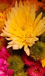 Close-up of pink flower