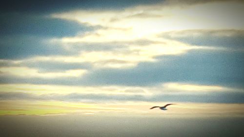 Low angle view of bird flying in sky