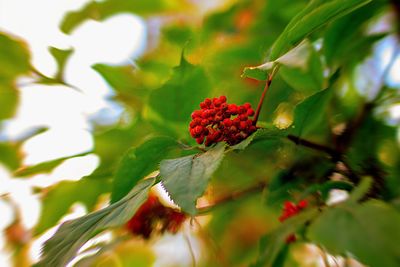 Close-up of red berries on plant