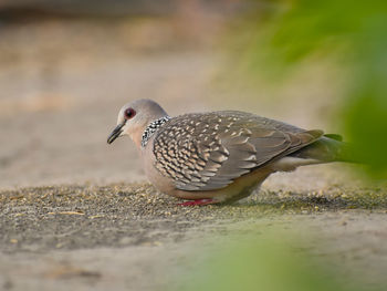 Close-up of a bird perching on a land - dove