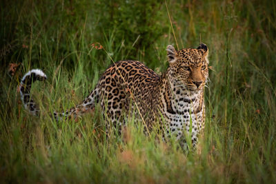Leopard on grassy land