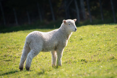 Sheep standing in a field