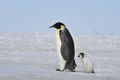 View of two birds on land