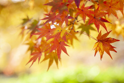 Close-up of maple leaves on tree during autumn