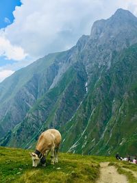 View of a cow on mountain landscape