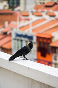 Close-up of bird perching on railing