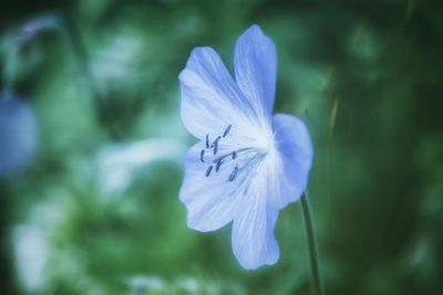 Close-up of blue flower blooming outdoors