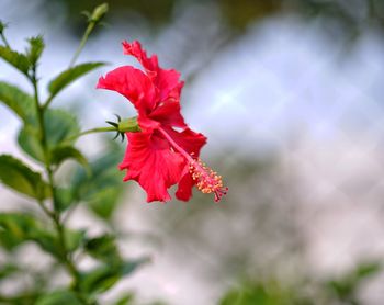 Close-up of red hibiscus flower