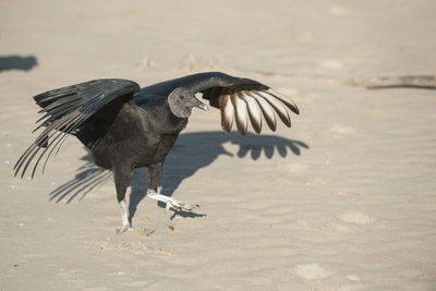 View of bird on a beach