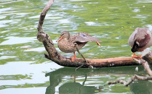 Close-up of birds in lake