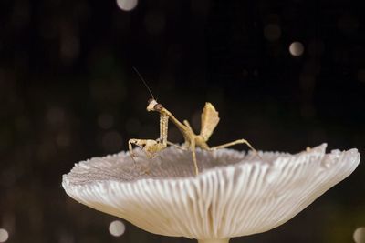 Close-up of praying mantis on mushroom