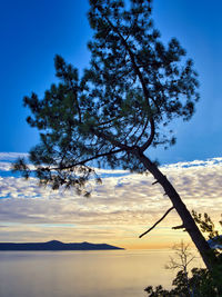 Silhouette tree against sky during sunset