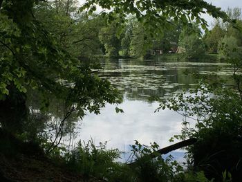 Reflection of trees in lake