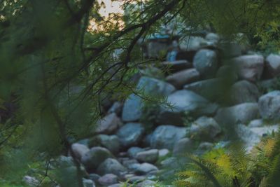 Close-up of plants in forest