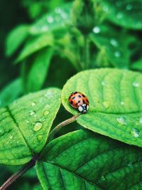 Close-up of ladybug on leaf
