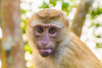 The macaque monkeys of monkey hill, phuket.