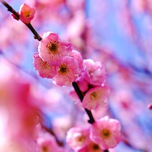 Close-up of pink flowers on branch