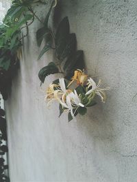 Close-up of flowers