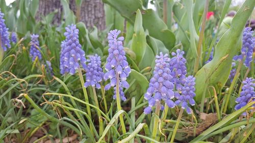 Close-up of purple flowers blooming outdoors