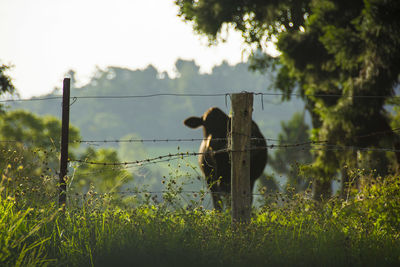 View of cow in a paddock 