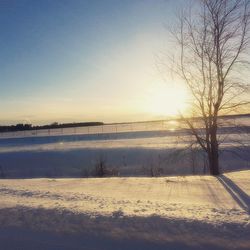 Bare trees on snow covered field at sunset