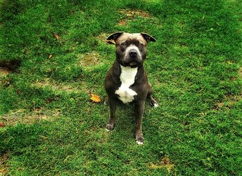 Dog standing on grassy field