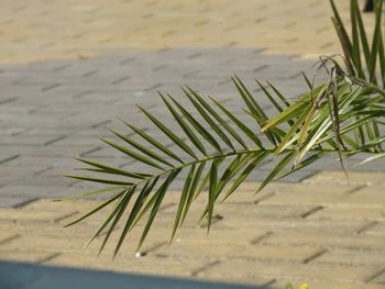 Close-up of plant