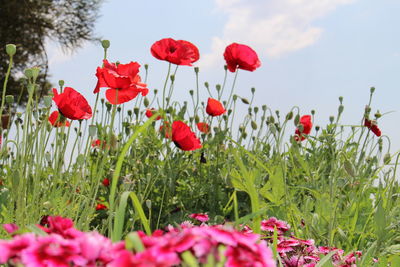 Red poppies blooming on field against sky