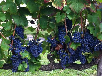 Close-up of vineyard