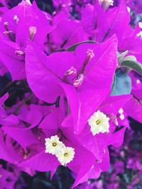 Close-up of pink flowers blooming outdoors