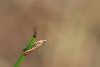 Close-up of insect on plant