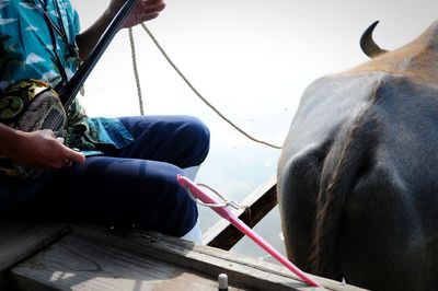 Cropped man riding water buffalo