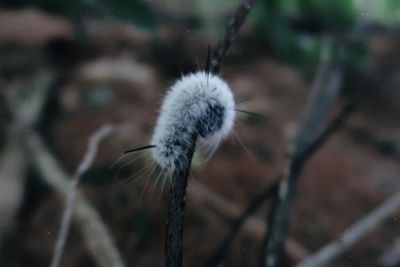 Close-up of dandelion flower on field